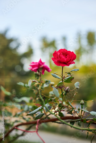 red rose in the garden