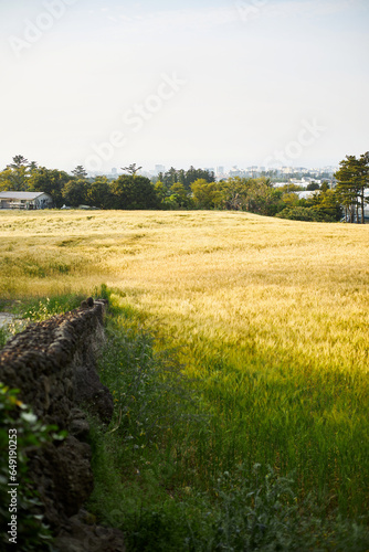 landscape with a field of grass