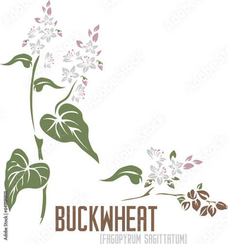 Buckwheat medicinal herb in color vector silhouette. Medicinal Fagopyrum sagittatum plant. Set of Buckwheat flowers in color image for pharmaceuticals and coocking. Medicinal herbs color drawing