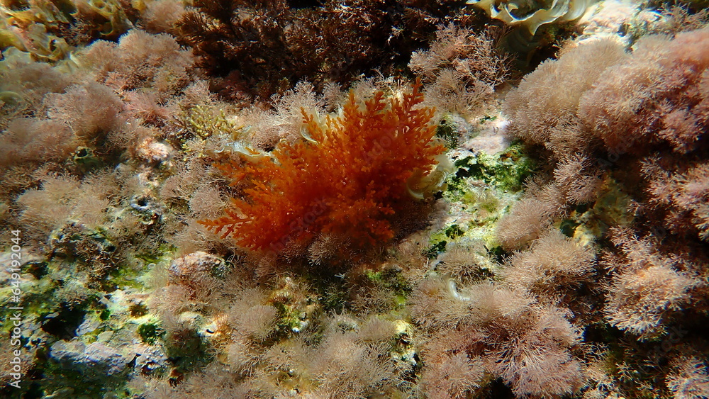 Red algae Laurencia obtusa undersea, Aegean Sea, Greece, Thasos island