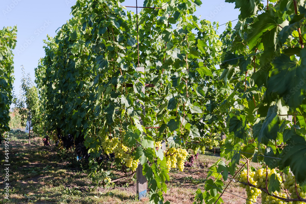 Vineyard part with white and blue grape in sunny morning Vineyard part with white and blue grape in sunny morning