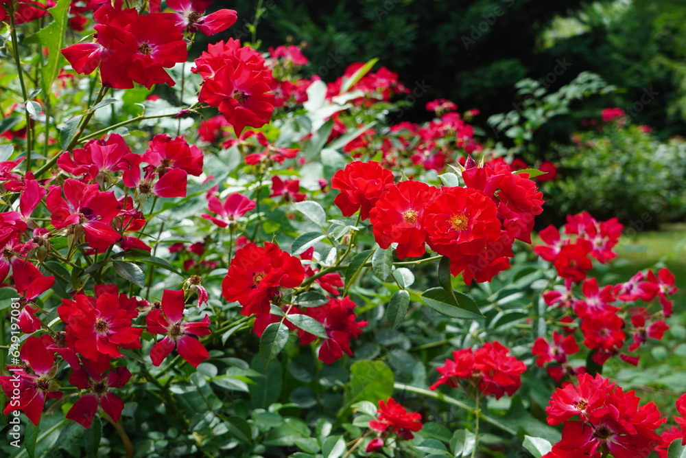 Rose bush with red flowers and green leaves in the park in summer Rose bush with red flowers and green leaves in the park in summer