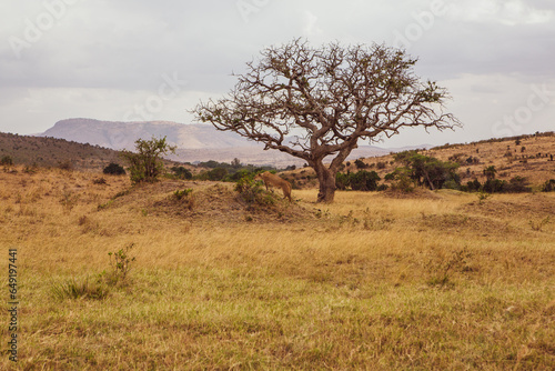 Golden meadows in the savanna fields in Kenya  Africa. African Savannah Landscape in Masai Mara National Reserve.