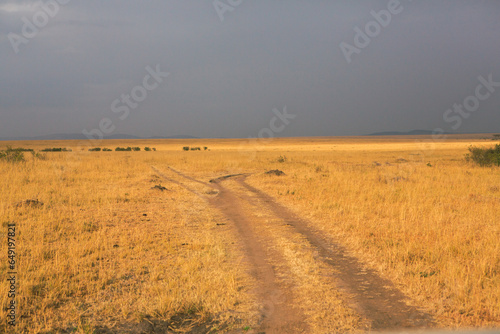 Golden meadows in the savanna fields in Kenya, Africa. African Savannah Landscape in Masai Mara National Reserve.