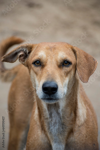 dog portrait