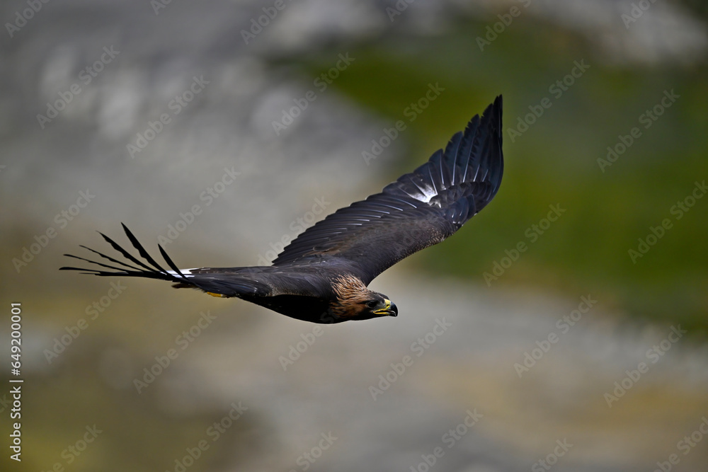 Obraz premium flying Golden eagle // fliegender Steinadler (Aquila chrysaetos)