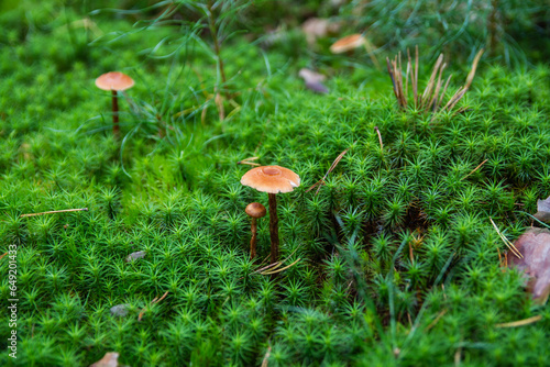 Autumn mushrooms . Mossy forest with fern. Quiet hunting