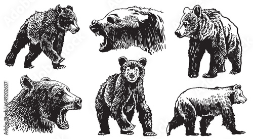 Graphical set of grizzly bears isolated on white background ,vector illustration. 