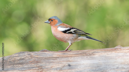 robin on a branch © lazalnik