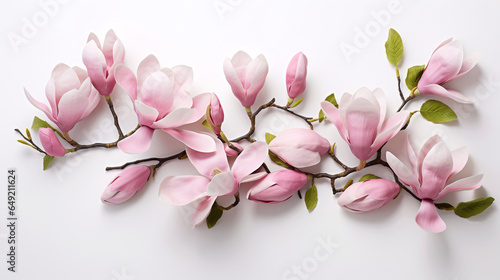 Elegant magnolia blooms with velvety petals on white background