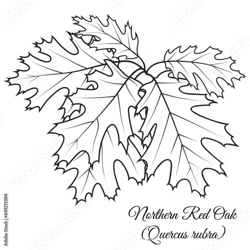 Northern Red Oak tree twig with leaves, vector illustration. Coloring book page.