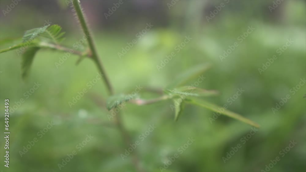Beautiful macro view of some indian rainforest plants with blurred background. Beautiful macro view of some indian rainforest plants with blurred background.