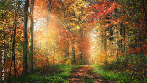 Scenic path with enchanting sunlight adorning the colorful woodland, with red and yellow foliage on the trees and green grass along the footpath