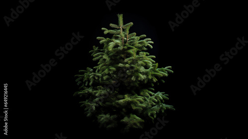fir tree isolated on black