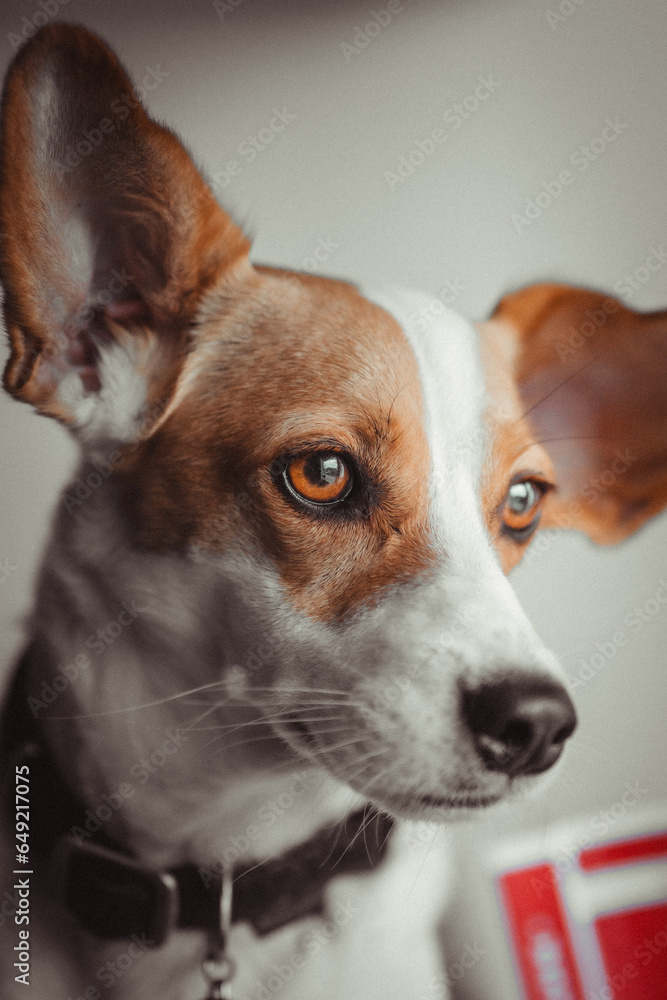 Cão a olhar para a janela com luz de por do sol