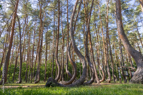 Crooked Forest-Krzywy Las-Poland photo