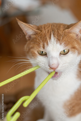 Plakat w ramie 物を噛む猫 茶トラ白