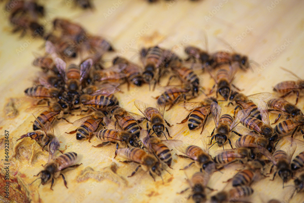 close up of bees in the hive close up of bees in the hive