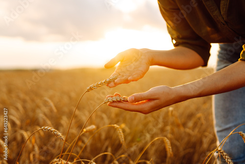 A woman farmer touches golden wheat, analyzes the harvest, checks the quality of the wheat field. Gardener concept. A bountiful harvest.