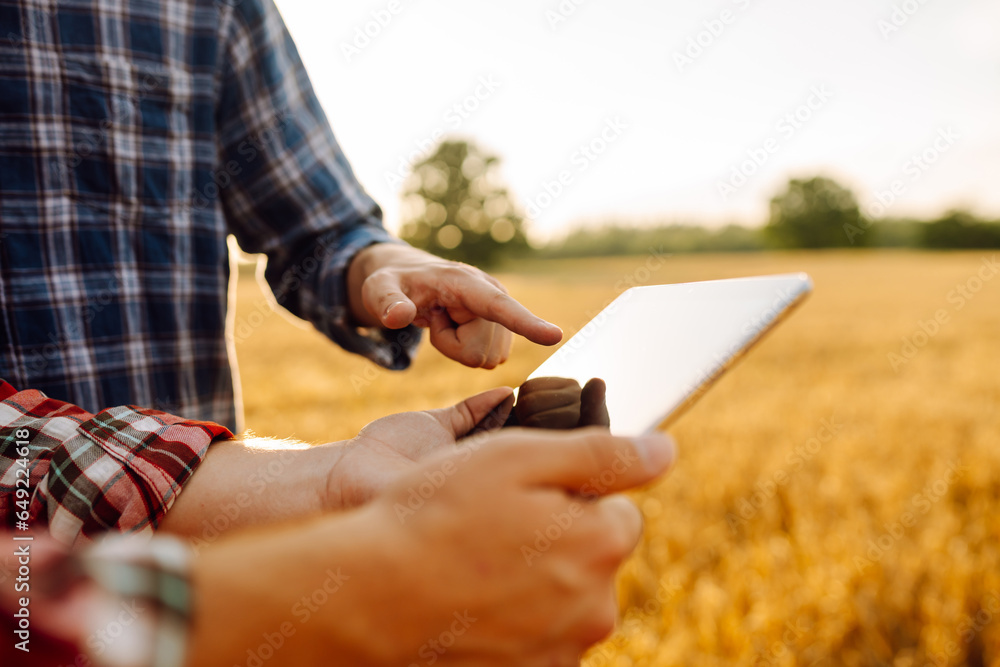 Experienced farmers in a golden wheat field with a modern tablet checking the growth and quality of the crop. Smart farm. Agriculture, business concept.