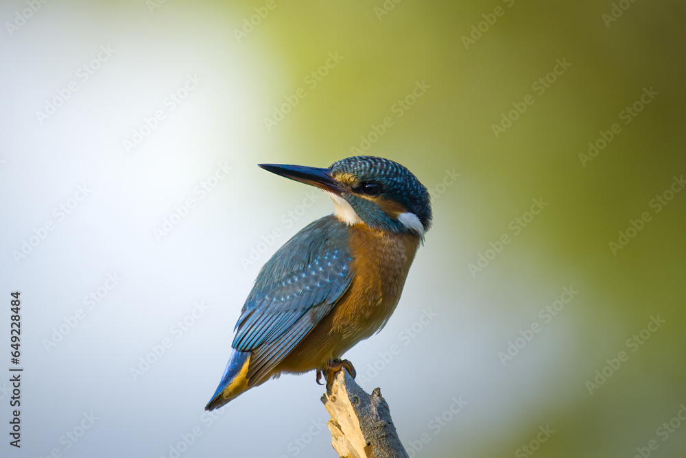 Martin Pescatore, KingFisher, Alcedo Atthis Martin Pescatore, KingFisher, Alcedo Atthis