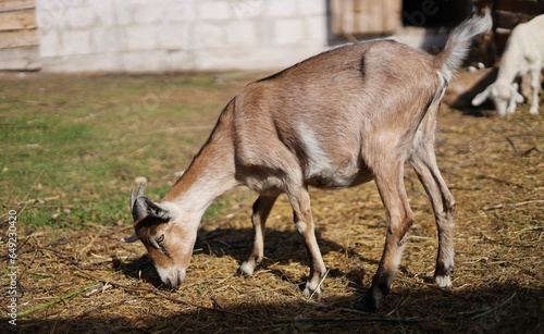 antelope in the zoo photo