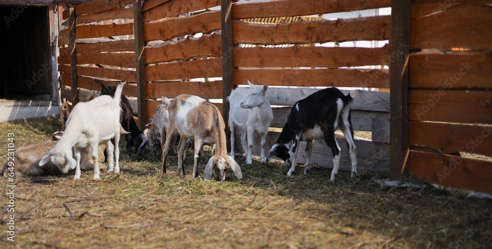 Obraz premium Beautiful domestic goats of the Anglo-Nubian breed grazing