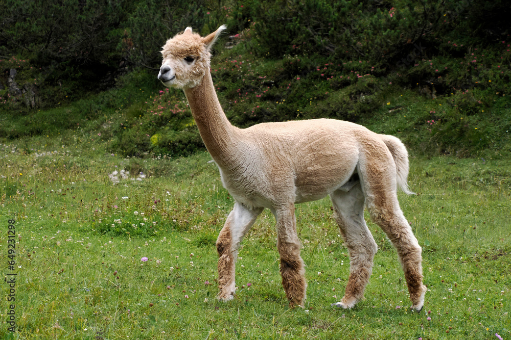 Obraz premium cute alpaca portrait on green grass background in dolomites mountain