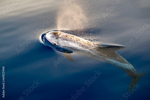 Risso's Dolphin - (Grampus griseus) in mediterranean sea at sunset