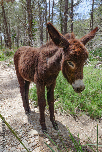 Mallorca, Spain - 12 June, 2023: A donkey grazing in a woodland in the Tramuntana Mountains, Mallorca