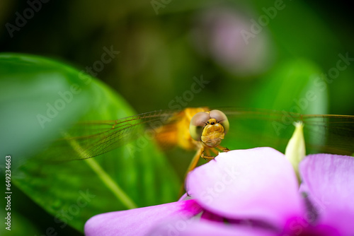 Golden Dragonfly on a flower, selective focused, micro photography, Free Stock Photo photo