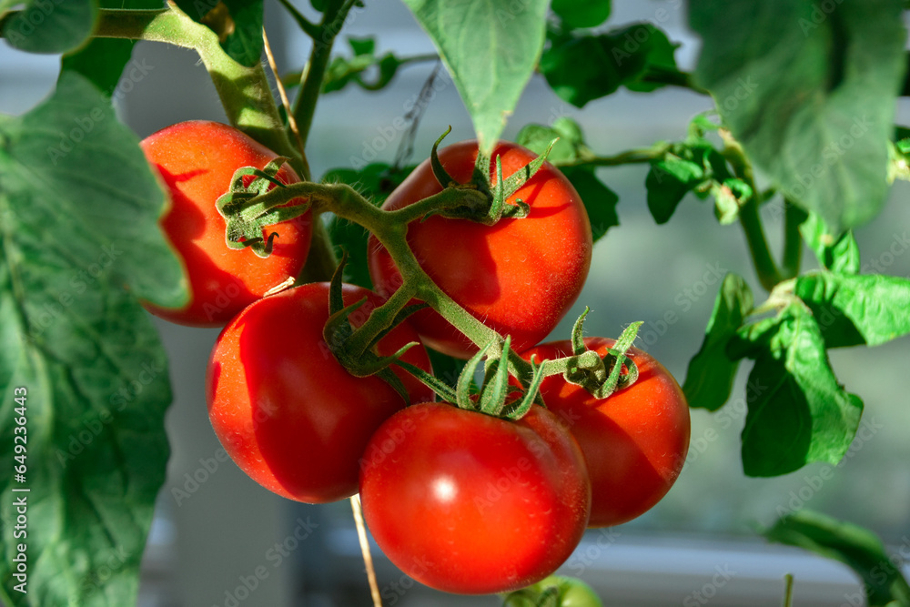 新鮮夏野菜　真っ赤なミニトマト