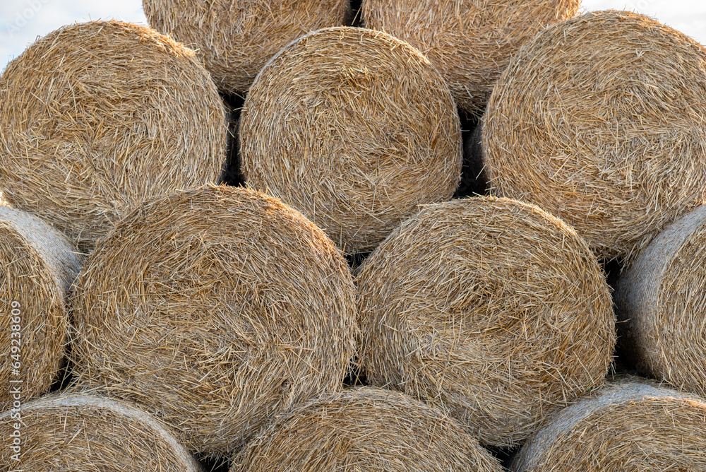 Long piles of straw hay are stacked in circles on top of each other in the field Long piles of straw hay are stacked in circles on top of each other in the field