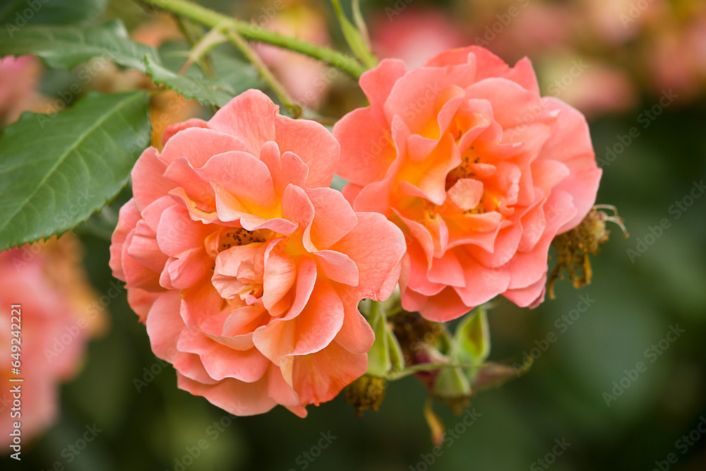 orange rose close-up on a bush in the garden orange rose close-up on a bush in the garden