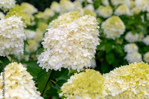 Fotografija Selective focus bushes of Hydrangea paniculata flower in the garden, White hortensia, Panicled hydrangea is a species of flowering plant in the family Hydrangeaceae, Natural floral pattern background
