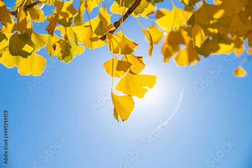 青空と陽光と黄色く色づいたイチョウの葉