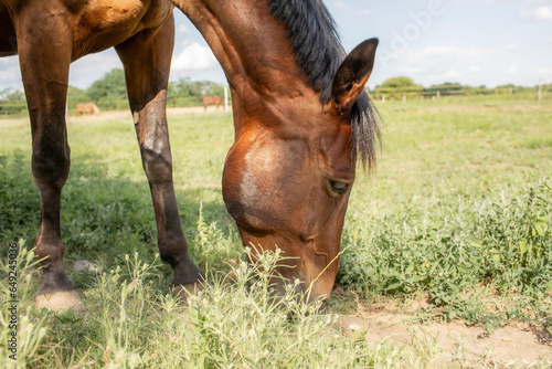 Obraz na płótnie Horse grazing inside the enclosure on grassy meadow