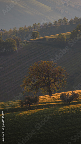 A lone olive tree on a hillside in the Ambruzzo region of Italy. The action takes place in an interesting sunset color. Photo for phone wallpaper