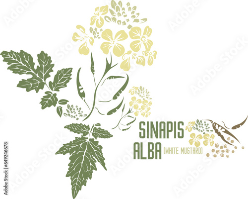 Sinapis Alba medicinal herb in color vector silhouette. Medicinal Brassica alba Rabenhorst plant. Set of Whiteor English mustard in color image for pharmaceuticals and coocking. Medicinal herbs color 