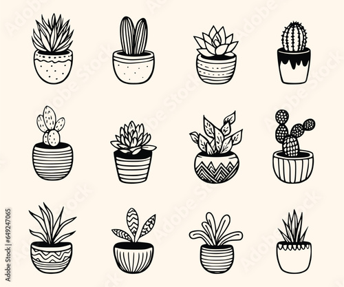 set of  succulents 