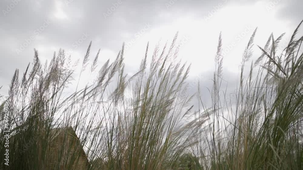 Reeds swaying in wind against clouds at sunset