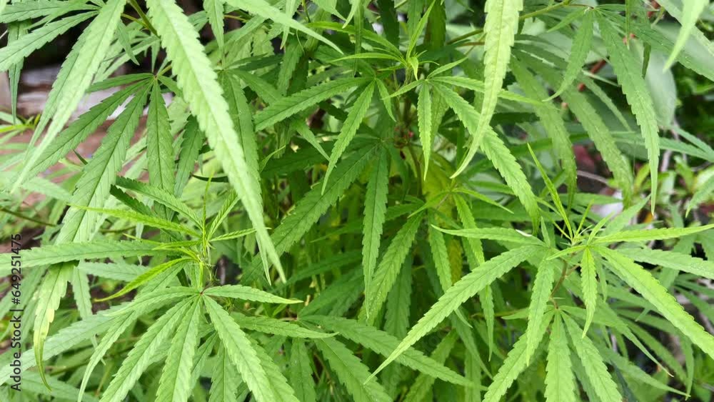 Cannabis plants grown outside for medicinal purposes are widely available in Thailand. Cannabis plants grown outside for medicinal purposes are widely available in Thailand.