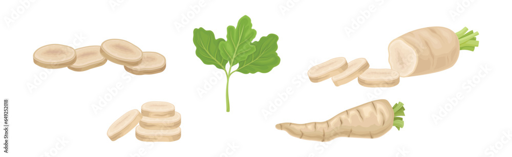 Parsnip Root Vegetable with Green Leaf Vector Set Parsnip Root Vegetable with Green Leaf Vector Set