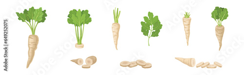Parsnip Root Vegetable with Green Leaf Vector Set