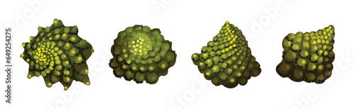 Romanesco Cabbage Species Bright Green Leaf Vector Set