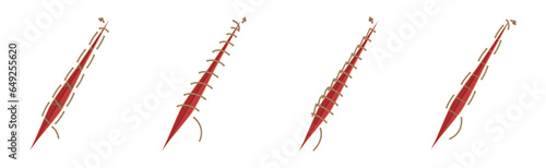 Baseball Stitches and Red Lace with Loop of Thread Isolated on White Background Vector Set