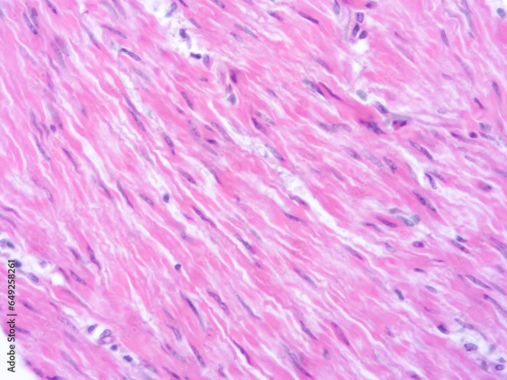 Fototapeta premium picture of histology human tissue with microscope from laboratory (not Illustration Designation)
