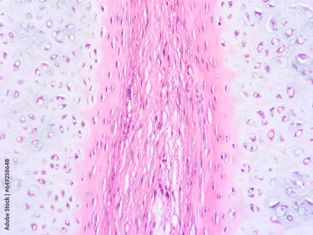 picture of histology human tissue with microscope from laboratory (not Illustration Designation) picture of histology human tissue with microscope from laboratory (not Illustration Designation)