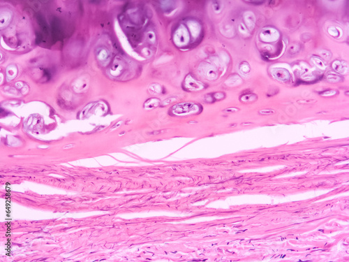 picture of histology human tissue with microscope from laboratory (not Illustration Designation) photo