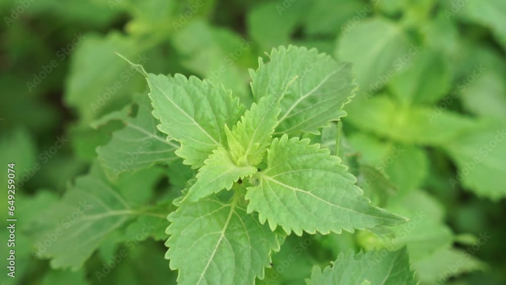 Basilicum polystachyon (Daun sangket). This plant is used to prevent mosquito bites Basilicum polystachyon (Daun sangket). This plant is used to prevent mosquito bites